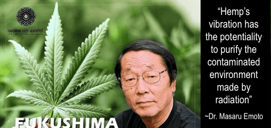 Hemp Soil Decontamination: A Powerful Environmental Benefit