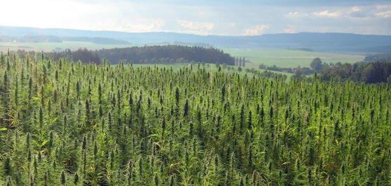 A vibrant field of pesticide-free hemp, representing the high-quality sourcing and farming expertise behind The CBD Expert.