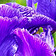 Iris perfume ingredient - brings cool, powdery softness with a faint earthy nuance that gives Audace Le Parfum its refined, skin-close texture