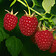 Raspberry in Rochas Audace Le Parfum 2026 - brings juicy, sun-warmed fruitiness that lifts the opening and gives the fragrance its initial burst of brightness