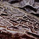 Tonka bean fragrance note - coumarin-rich and naturally sweet, it rounds the base of Audace Le Parfum 2026 and leaves a lingering warmth on the skin
