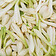 Tuberose in Audace Le Parfum fragrance - a dense, creamy white floral with rubbery and narcotic undertones that form the fleshy core of the heart