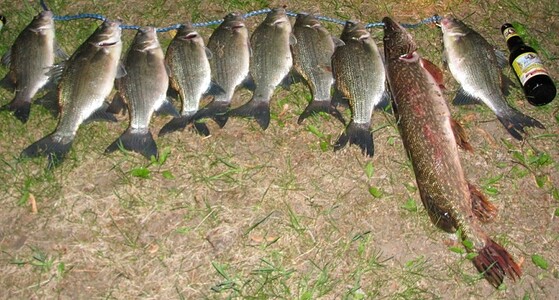 Catch of the day line-up