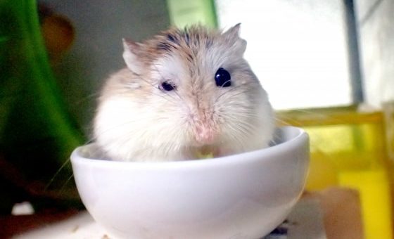 hamster