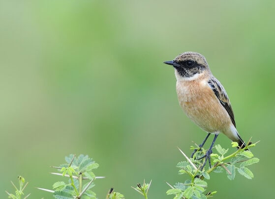 Siberin-Stonechat-Srikanth-K-Iyengar Siberin-Stonechat-Srikanth-K-Iyengar