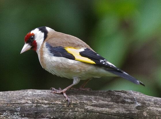 Burung Chardonneret Elegant - burung European Goldfinch - burung goldfinch eropa Burung Chardonneret Elegant - burung European Goldfinch - burung goldfinch eropa