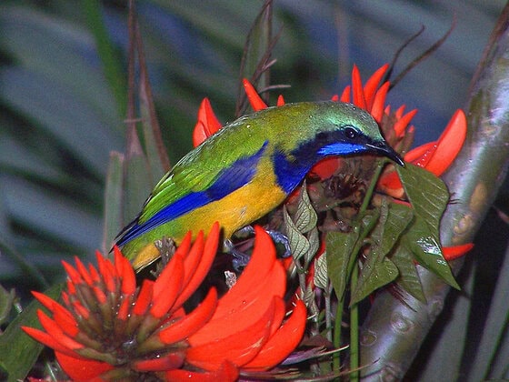 Orange bellied leafbird atau cucak cungkok Orange bellied leafbird atau cucak cungkok