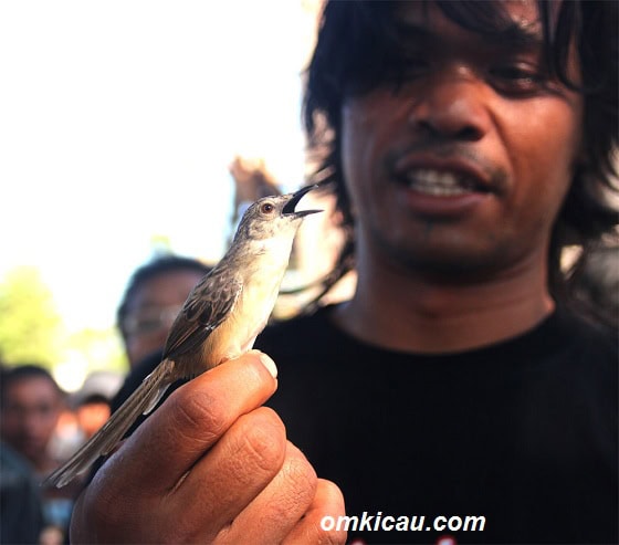 USRO - PROTES DENGAN CARA MEMEGANG BURUNG USRO - PROTES DENGAN CARA MEMEGANG BURUNG