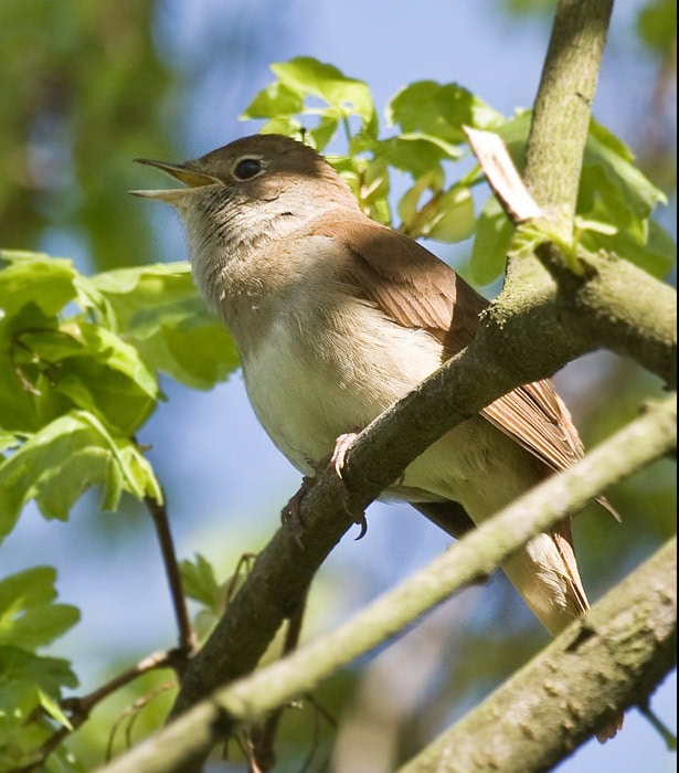 Luscinia megarhynchos atau burung nightingale Burung Luscinia megarhynchos atau burung nightingale atau sikatan londo