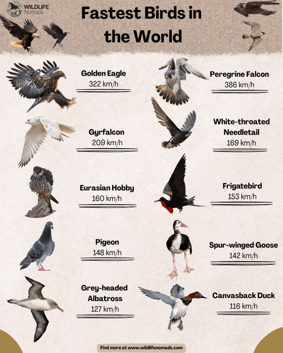 List of Birds in the World