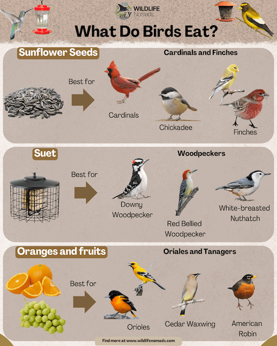 What Bird Eats Lizards Fruits And Insects