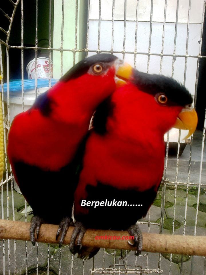 Sepasang nuri kepala hitam ini suka saling bercumbu Sepasang nuri kepala hitam ini suka saling bercumbu