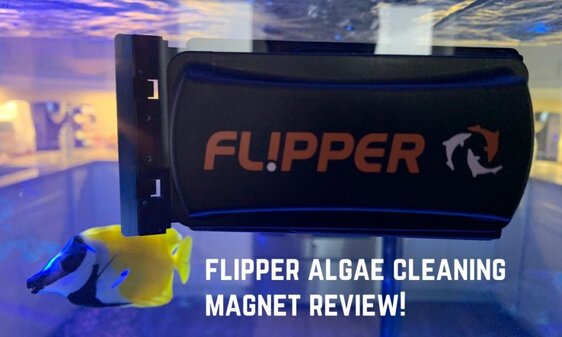 13 Ways To Keep Your Saltwater Tank Crystal Clear 2