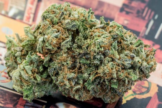 Tarbes. son attestation sentait le Cannabis