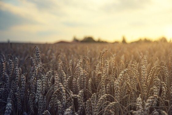 Risque de famine : comment la guerre en Ukraine menace le monde