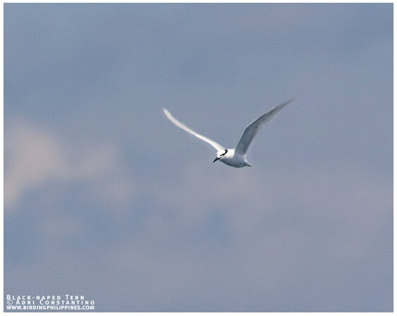 Black-naped Tern