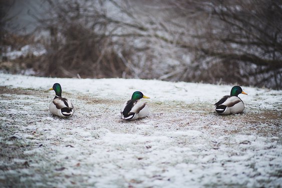 Froid et risque de verglas ce jeudi à Tarbes