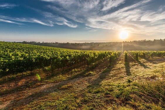 gel vignes languedoc