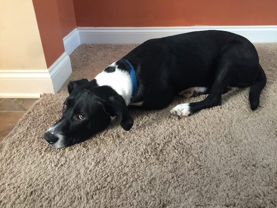 DIY No-Sew Dog Bed For Under $10 + Giveaway #IAMSVisibleDifference #IAMSDog #CollectiveBias