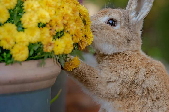 Coelho e caledula Herbevie Coelho adoravel cheriando flores de calendulas Herbevie