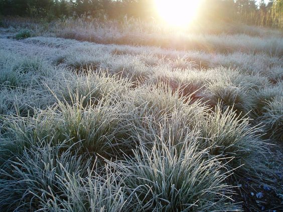 Read more about the article Microclimates Show Themselves