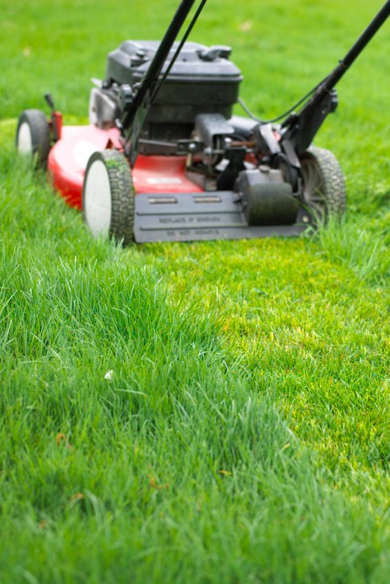 Read more about the article No Mow May