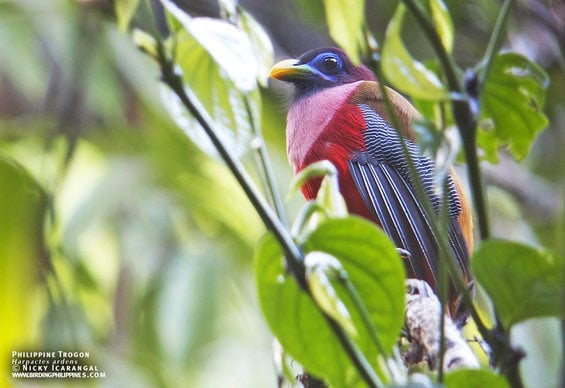 Philippine Trogon