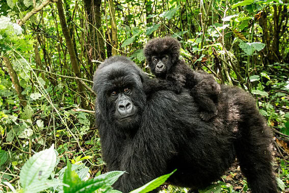Congo 
Democratic 
Republic 
Africa
Zaire 
South of Sudan 
Burundi 
Central African Republic 
Uganda 
Angola 
Zambia 
Tanzania 
Kinshasa 
diamond 
gold 
Oil 
wildlife 
elusive okapi 
Congolese Peafowl
bonobos 
Bongo 
Congolese Peafowl
Chimpanzees 
gorillas 
waterfalls 
Valcanos 
Mbuti Pygmies 
Virunga 
UNESCO 
world heritage 
Albert National Park 
leopards 
lions 
elephants 
hippopotamus 
Mount Nyiragongo 
Rumangabo 
Nyiragongo 
Rwanda 
Serengeti
Masai Maraa 
Kahuzi Biega National Park 
Lomako Yokokala Faunal Reserve 
Mandaka 
Dimba Cave
Matupi cave 
Thysville caves 
Kakanda malachite caves 