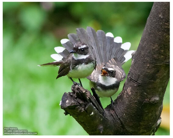 Pied Fantails