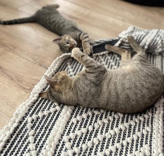 Fundacja Ferreus do adopcji mama i synio