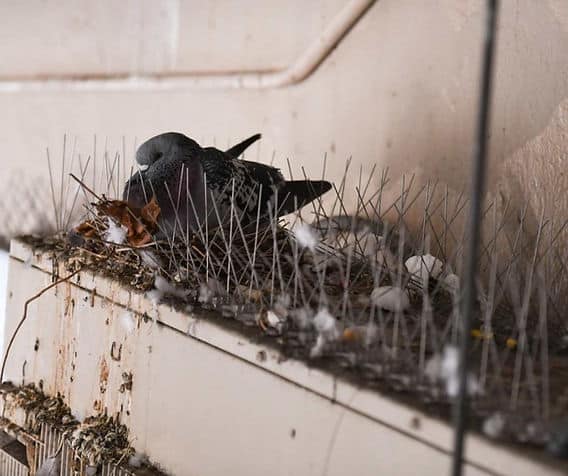 What Parasites Infest a Bird Nest