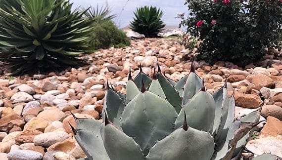 Residential Landscaping Company for Austin and Central Tx