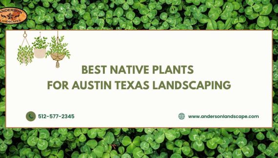 Best Native Plants for Austin Texas Landscaping