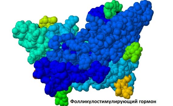 Разница между АМГ и ФСГ