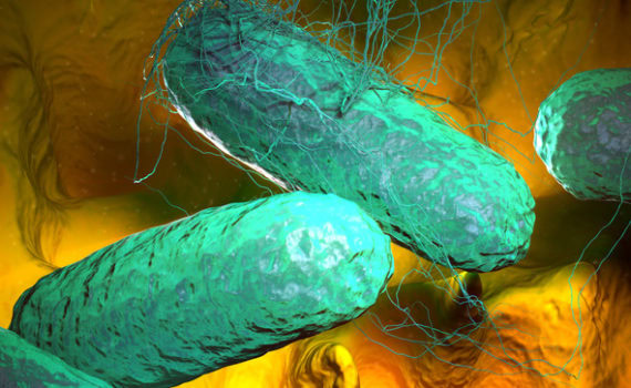 Бактерия Salmonella typhi, вызывающая Брюшной тиф
