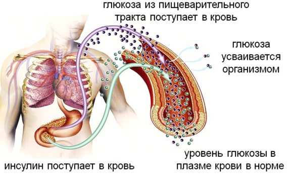 Принцип работы поджелудочной железы, являющейся частью Эндокринной системы