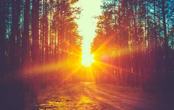 Sunlight coming through forest trees