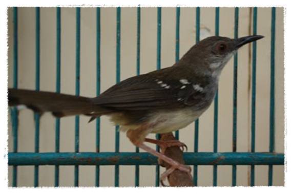Pola rawatan yang tepat , ketersediaan EF bisa menjadikan burung terhindar dari stress penyebab macet bunyi