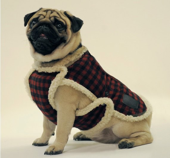 Ropa Para Pug