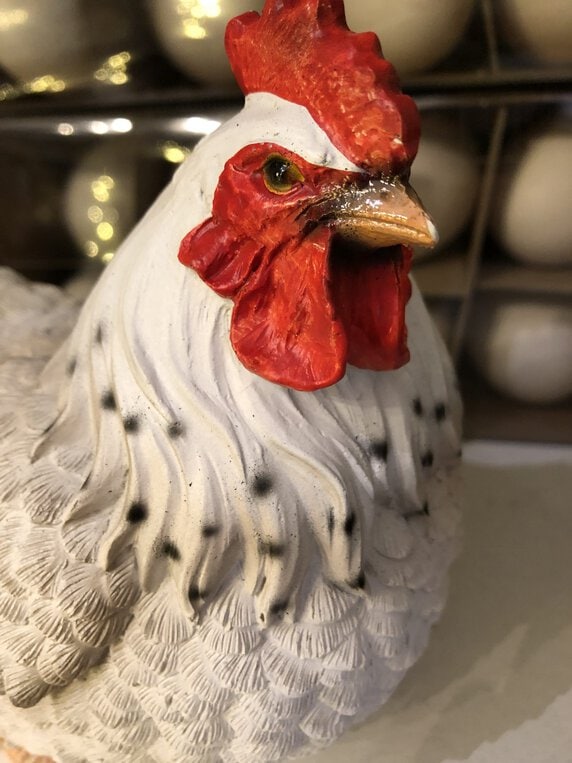 Huhn – Bild 3