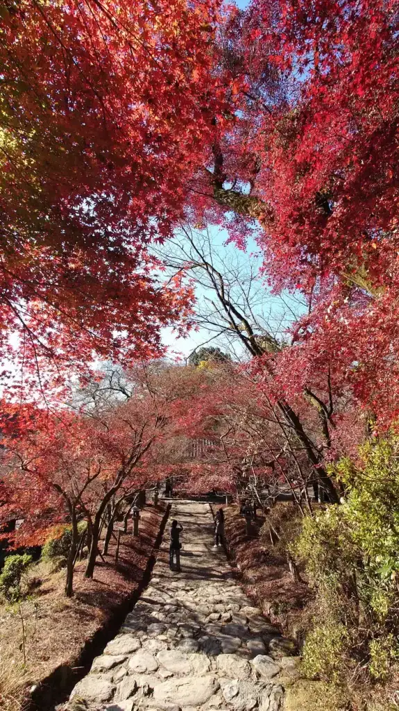 秋月城跡 紅葉