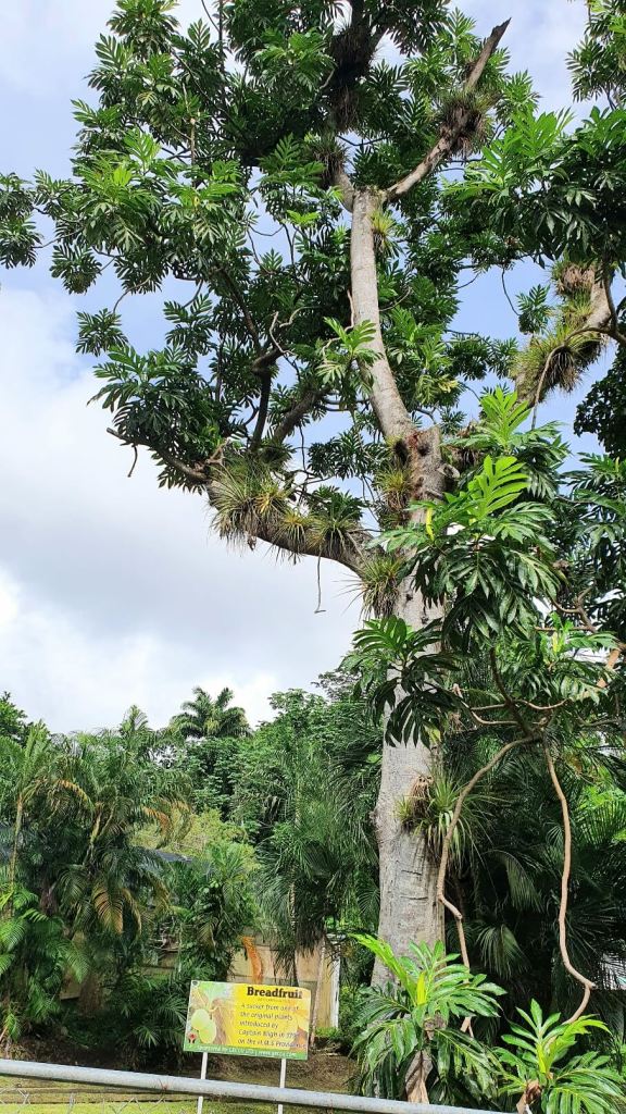 Brotfruchtbaum im Botanical Gardens