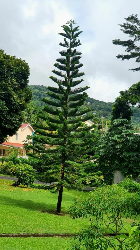 Tolle Bäume auf St. Vincent