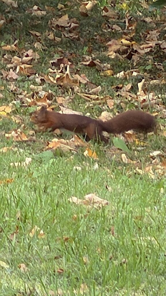 Eichhörnchen flitzt herum