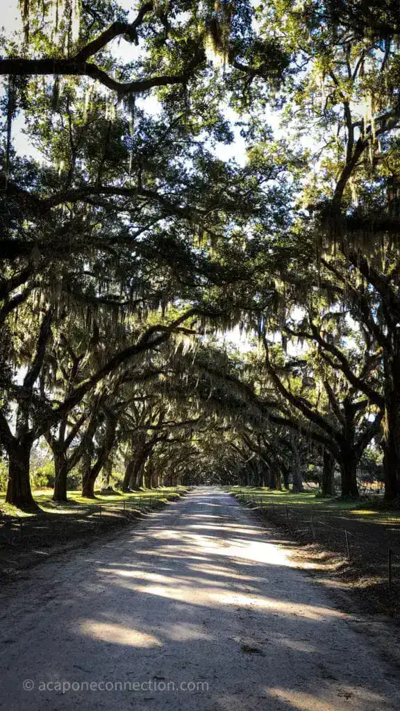 Wormsloe Historic Site Savannah Georgia Trees