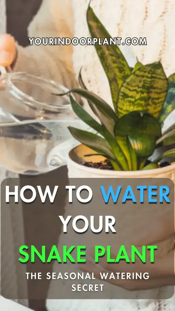 Seasonal Snake Plant Watering Schedule