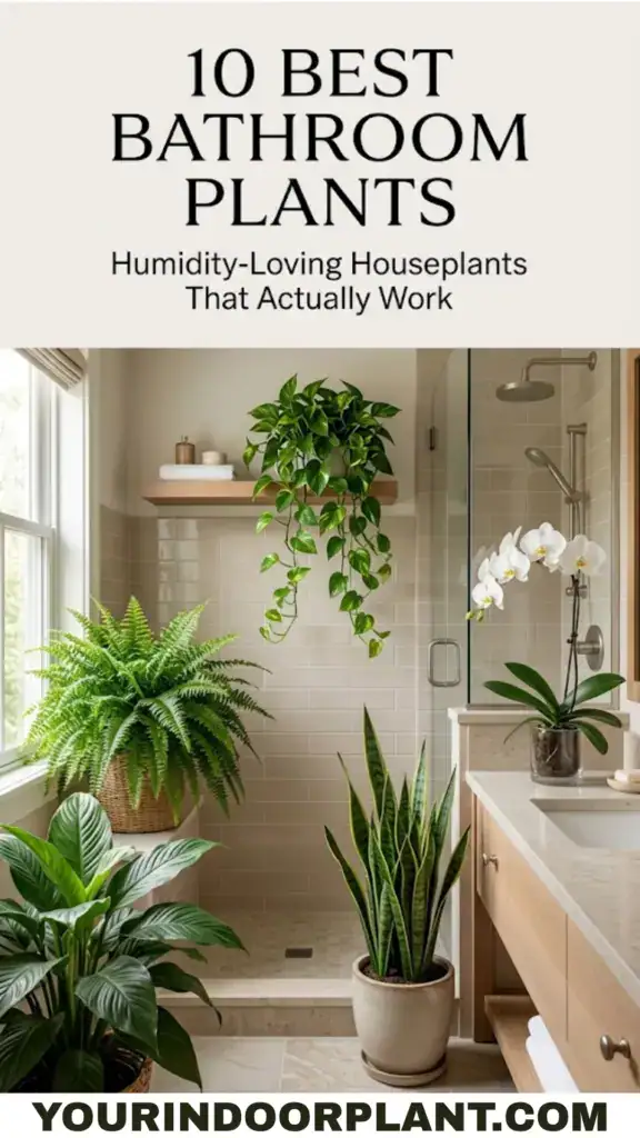 Best bathroom plants for humid indoor spaces