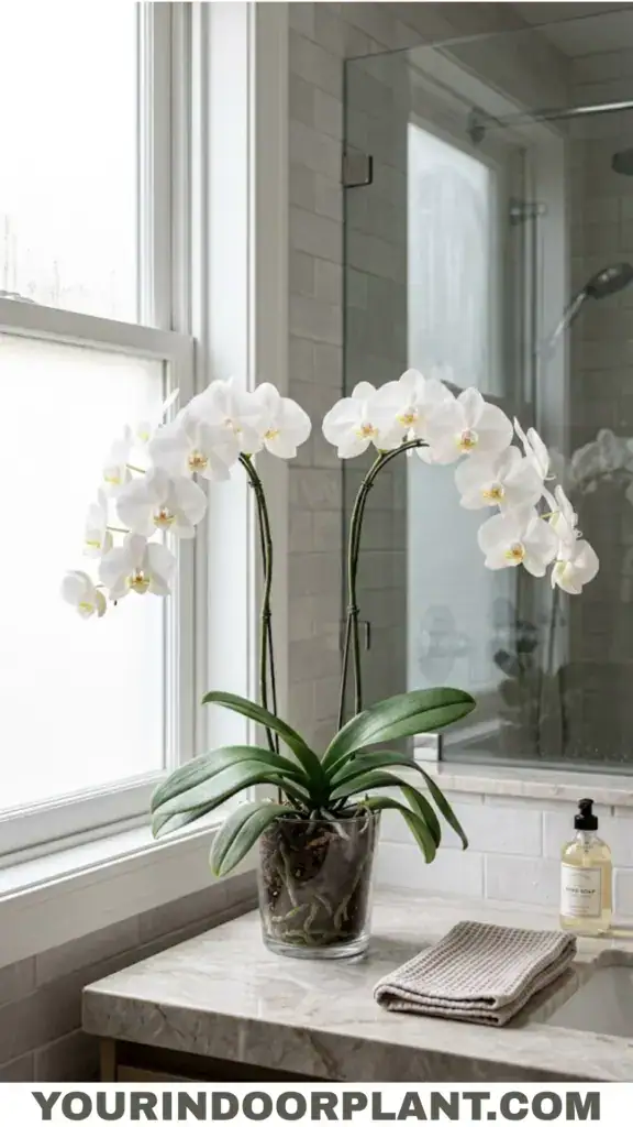 Phalaenopsis orchid blooming near a bathroom window