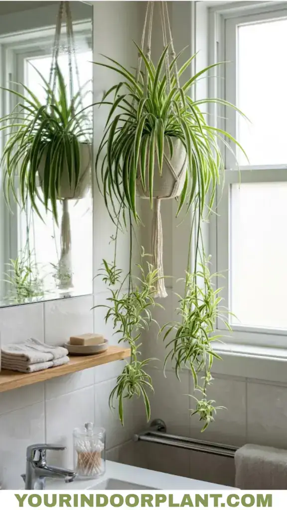 Spider plant with trailing plantlets on a bathroom shelf