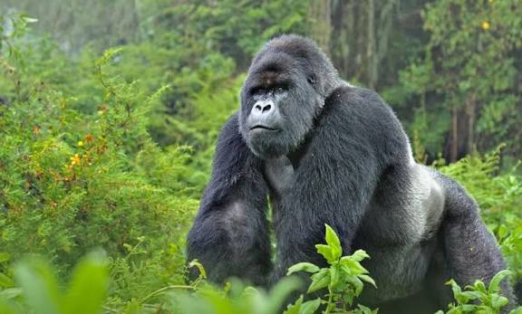 Have You Ever Wondered Where the Name “Gorilla”